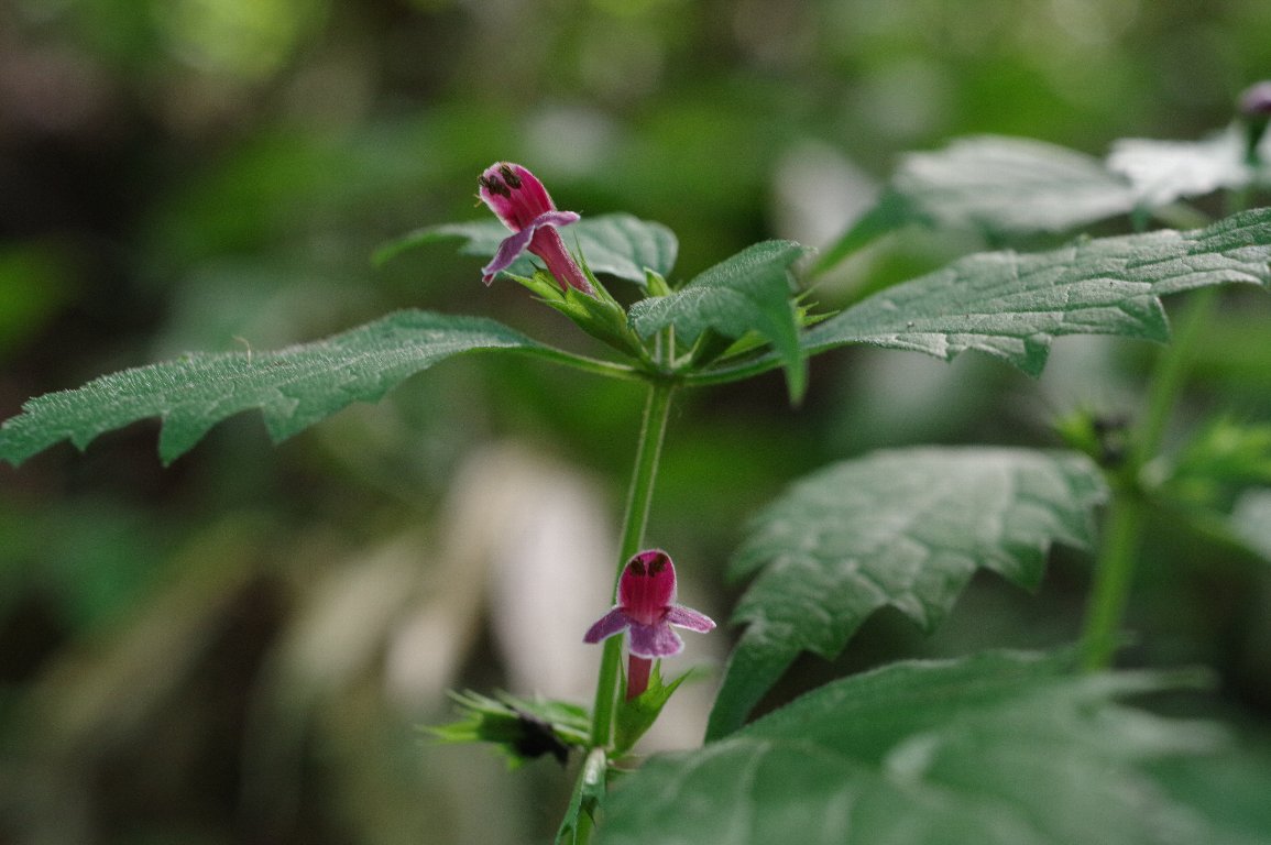 �}�l�L�O�T