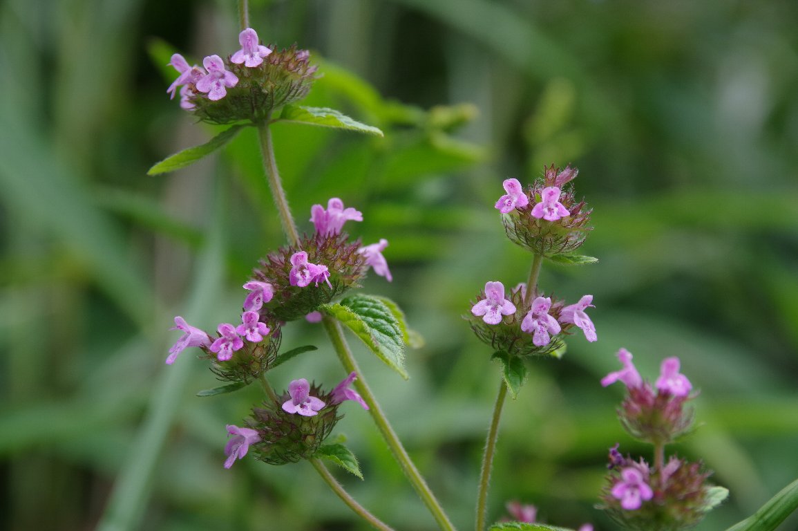 �N���}�o�i