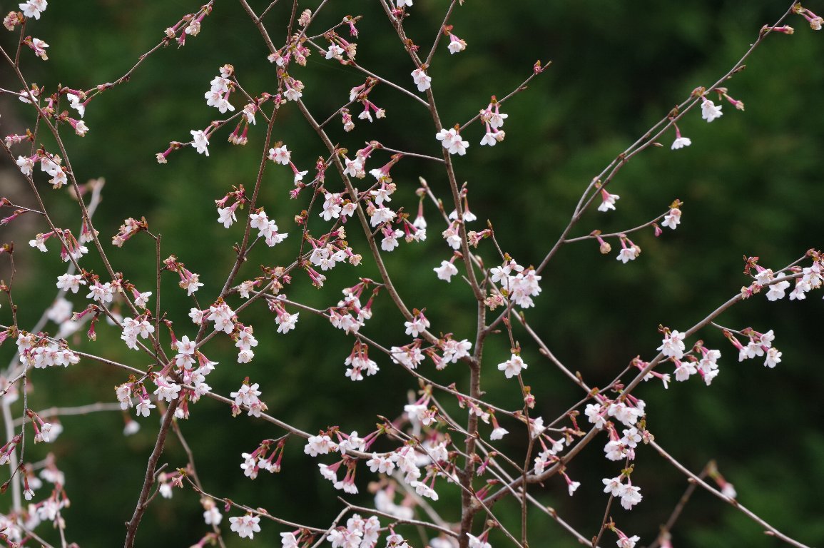 �L���L�}���U�N��