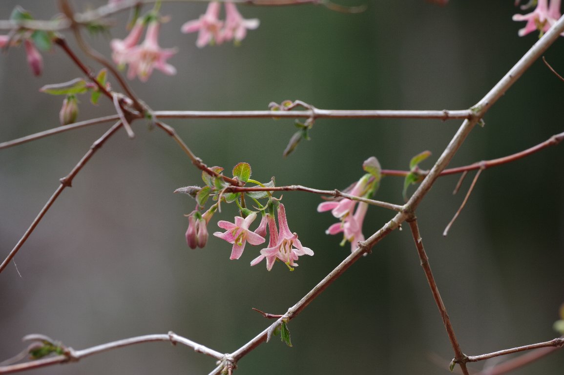 �E�O�C�X�J�O��