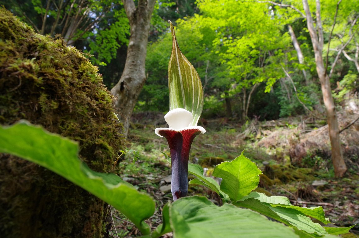 ���L���`�\�E