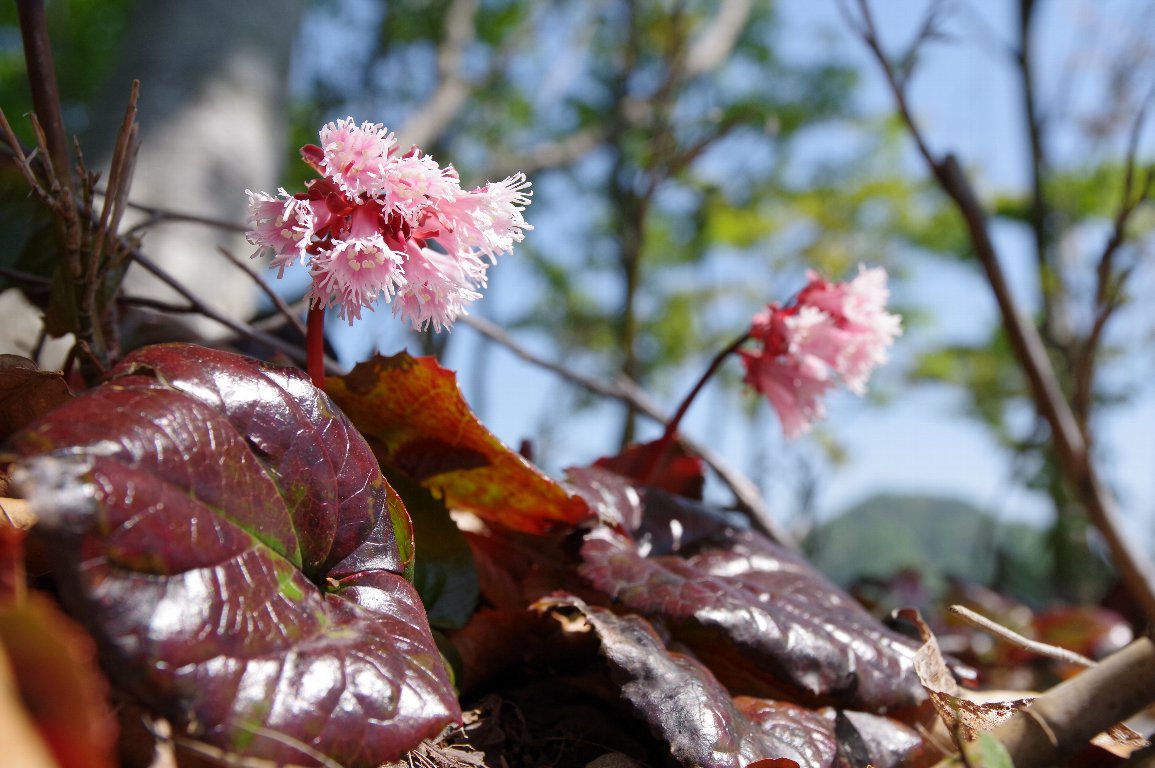 �C���J�K�~