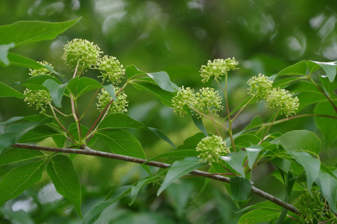 �^�J�m�c��