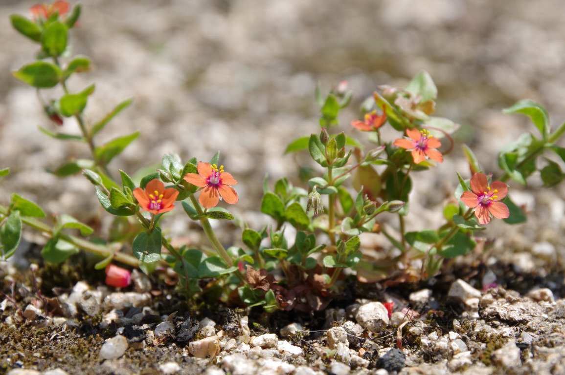 �A�J�o�i�����n�R�x