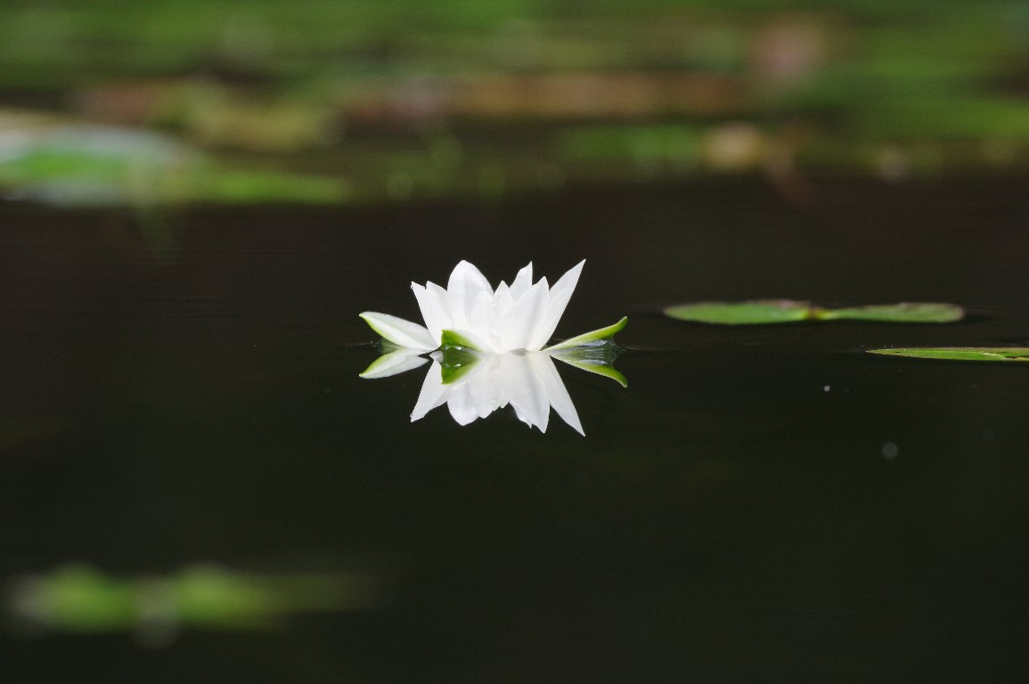 �q�c�W�O�T