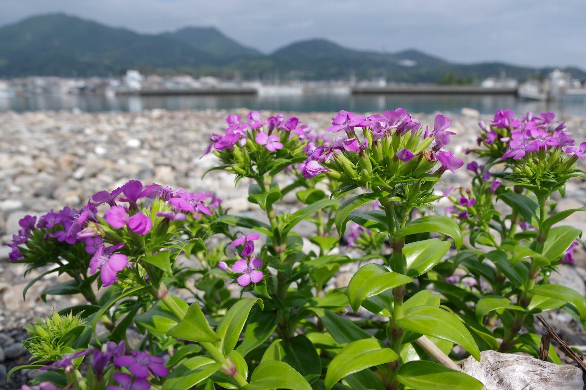 �n�}�i�f�V�R