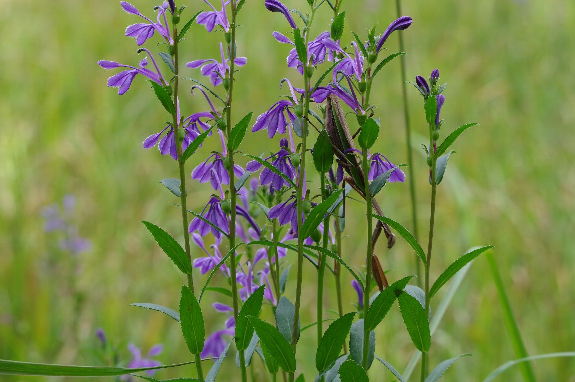 �T���M�L���E