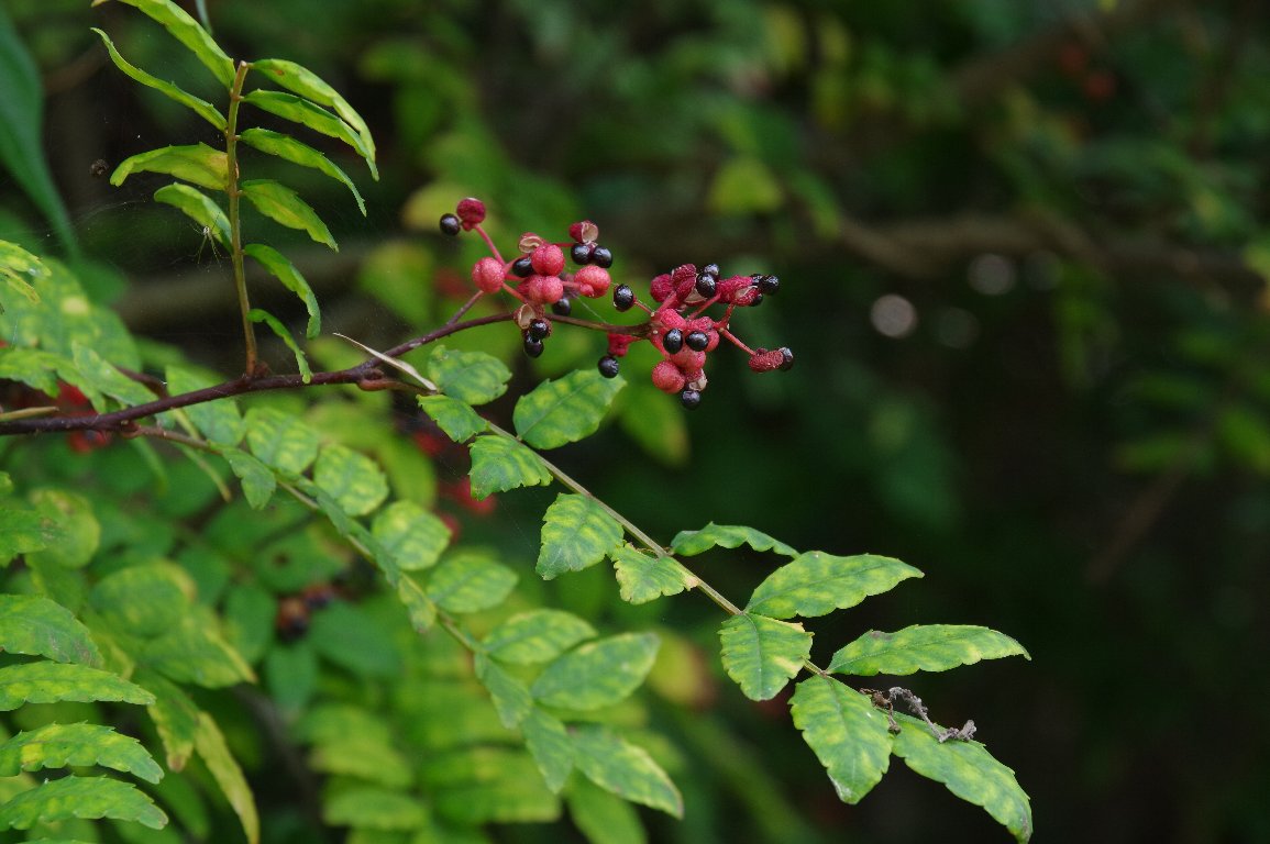 �T���V���E