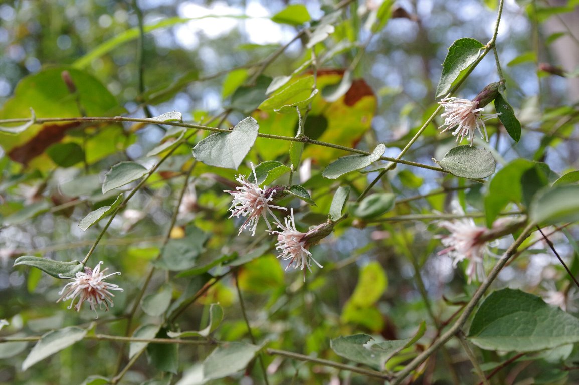 �R�E���{�E�L