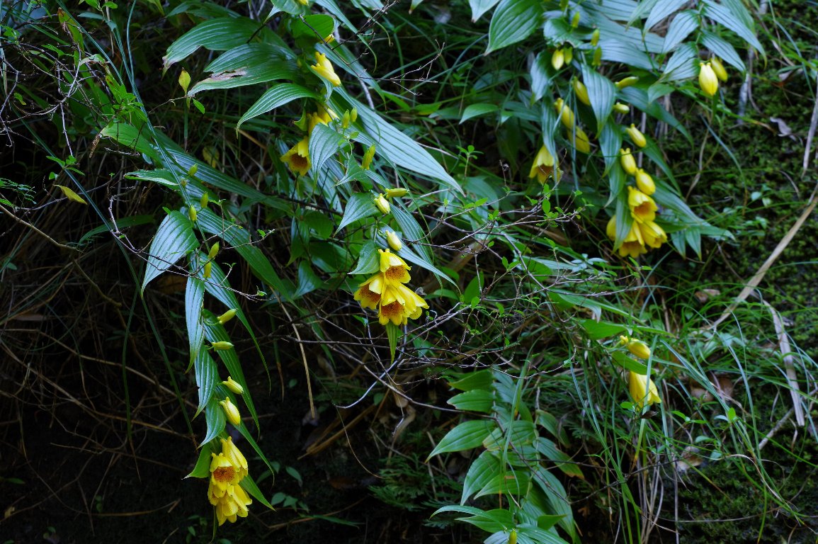 �L�C�W���E���E�z�g�g�M�X