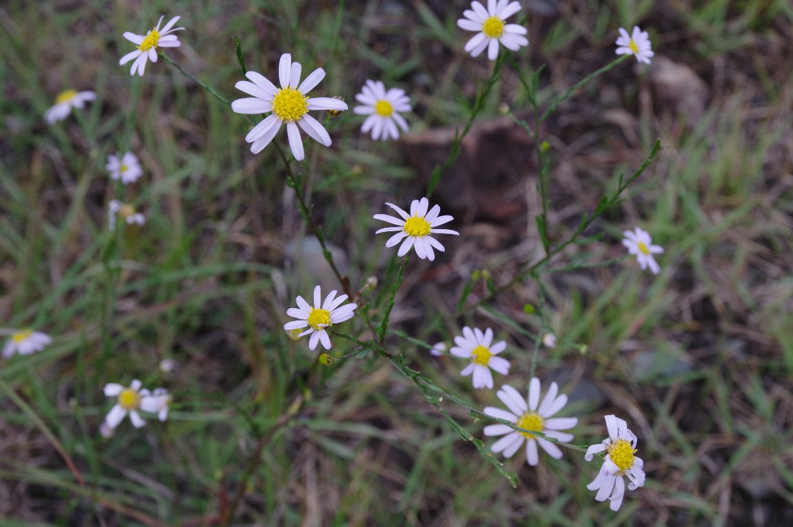 ���i�M�m�M�N