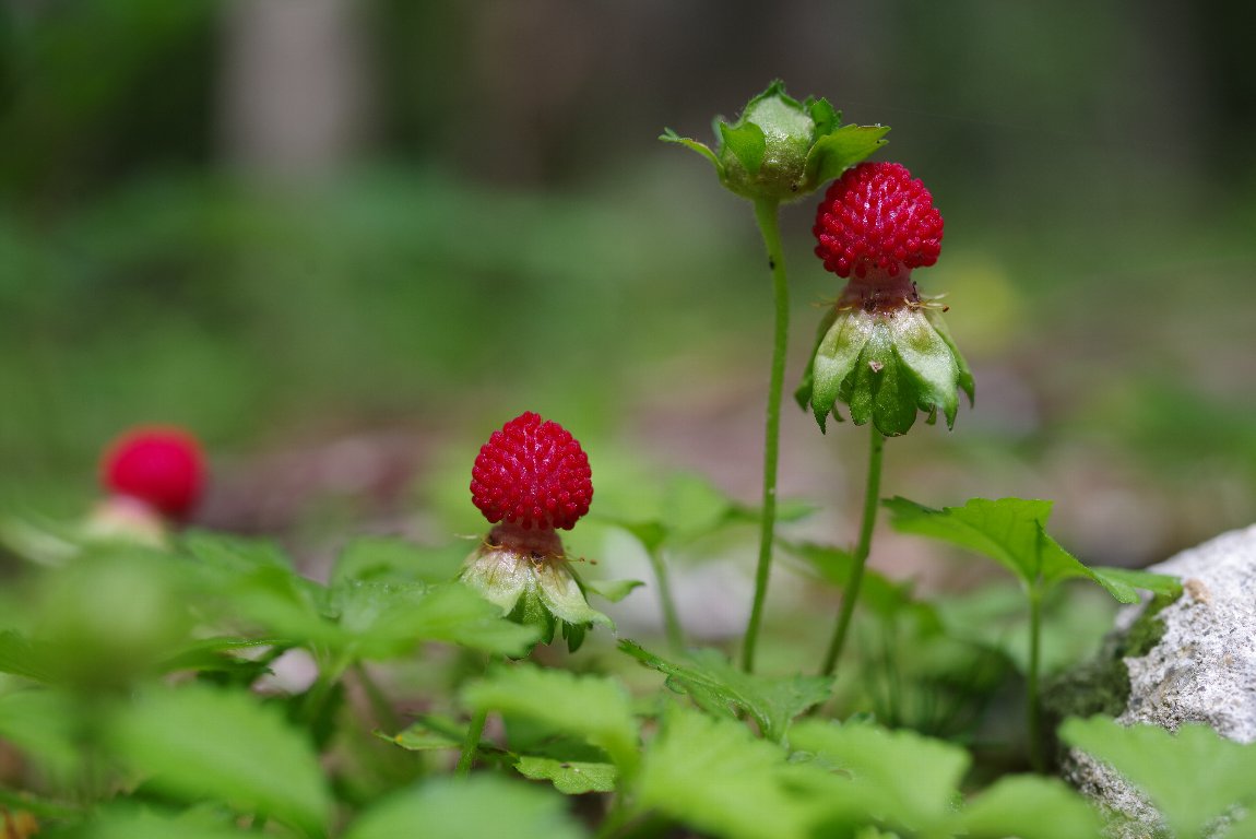 �w�r�C�`�S