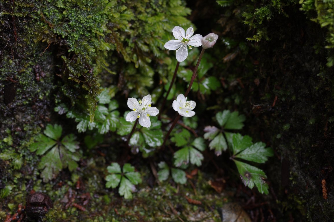 �o�C�J�I�E����