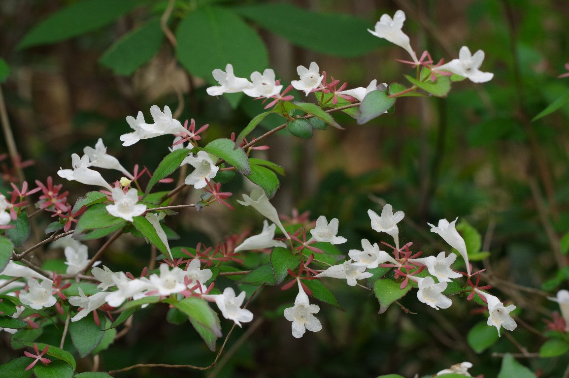 �c�N�o�l�E�c�M