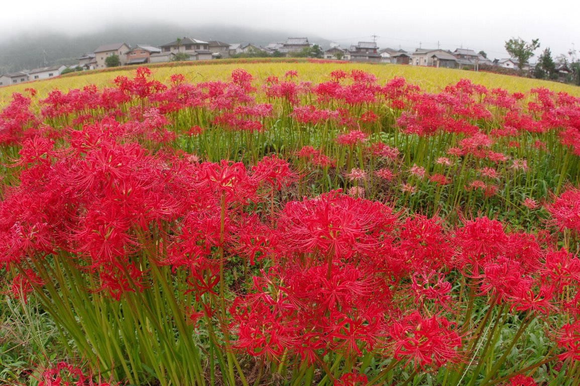 �q�K���o�i