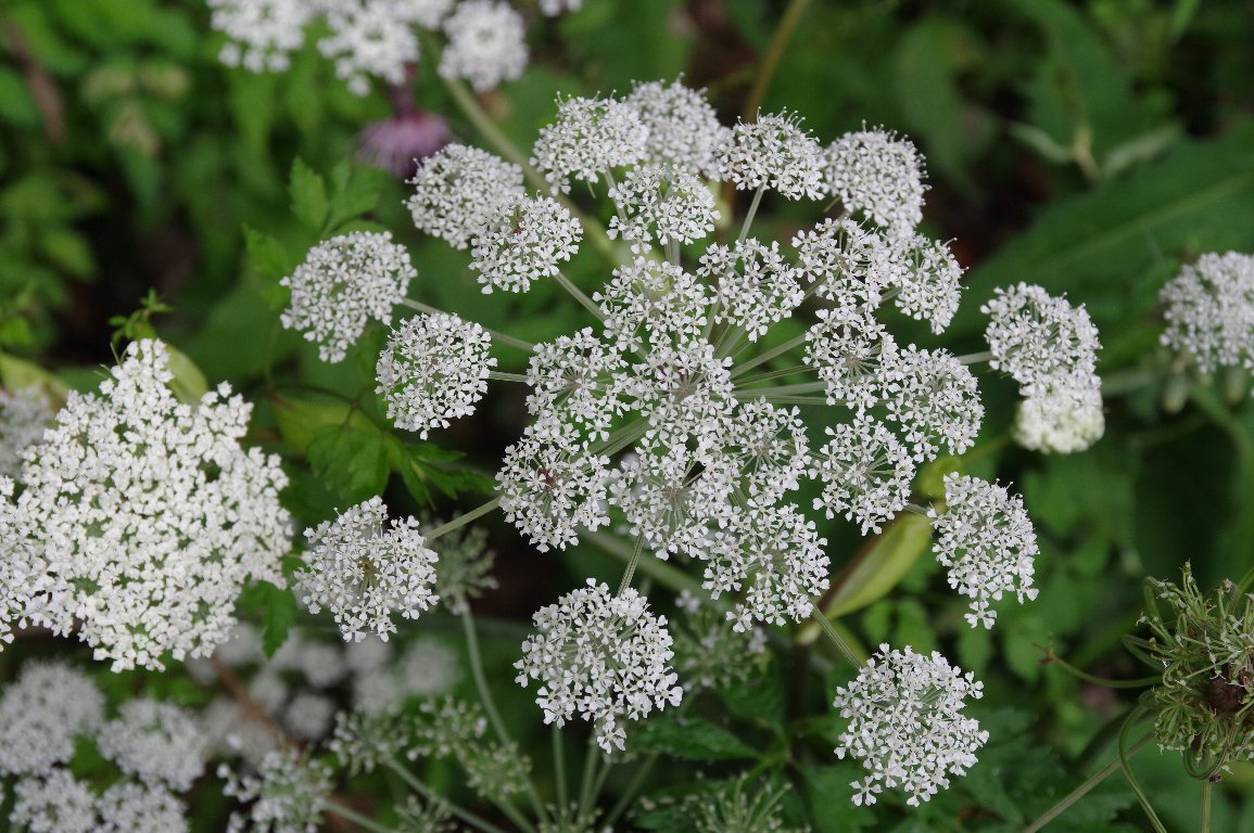 �V���l�Z���L���E