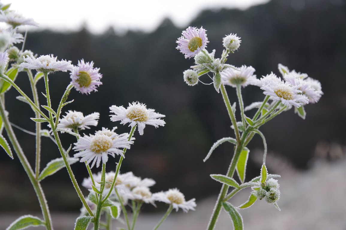 �n���W�I��