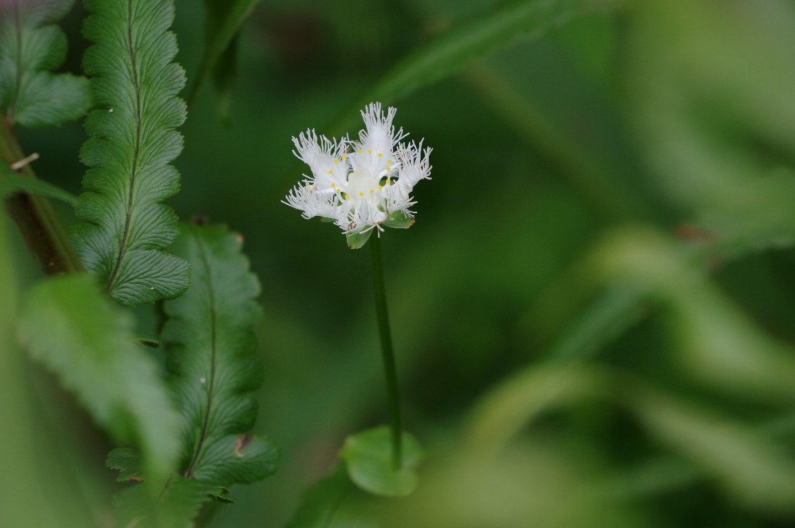 �V���q�Q�\�E