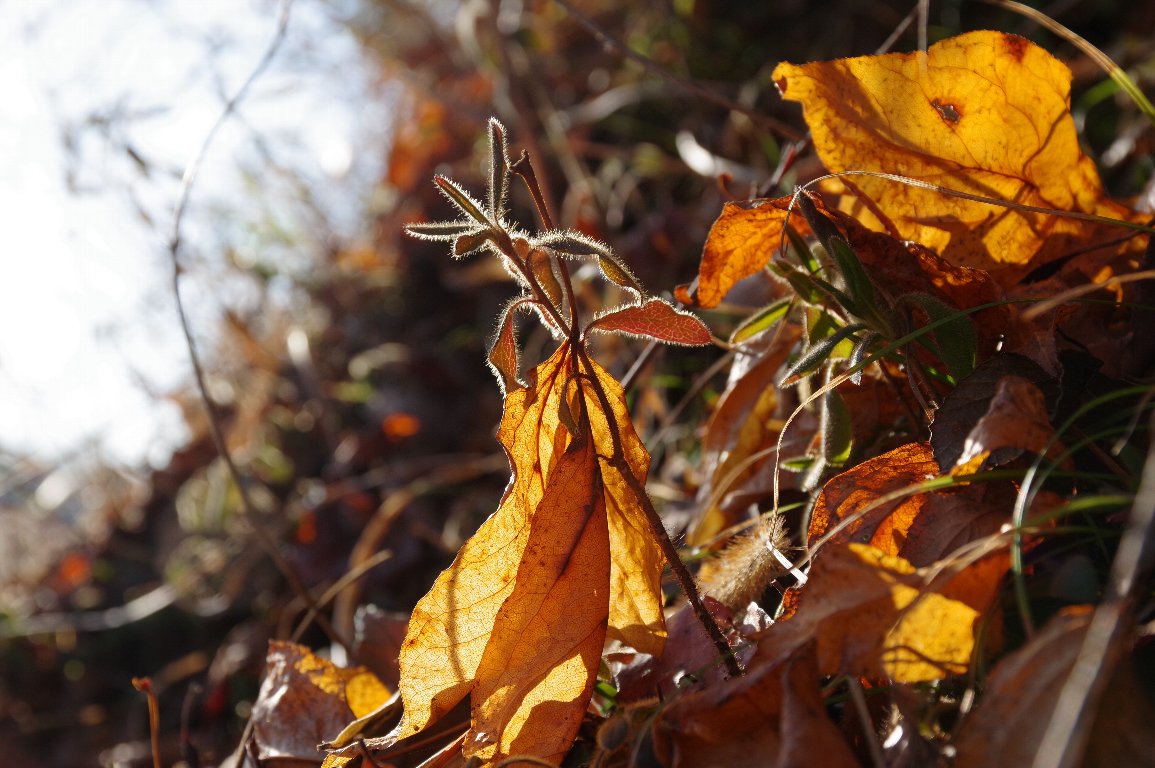 �~�̗����t