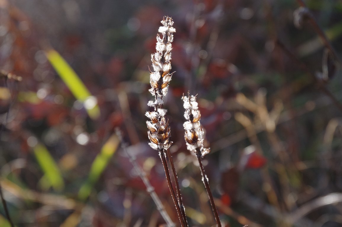 �E�c�{�O�T