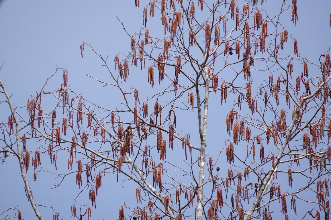 �T�N���o�n���m�L