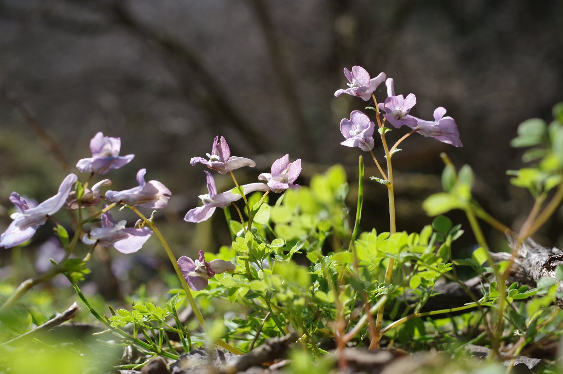 ���}�G���S�T�N