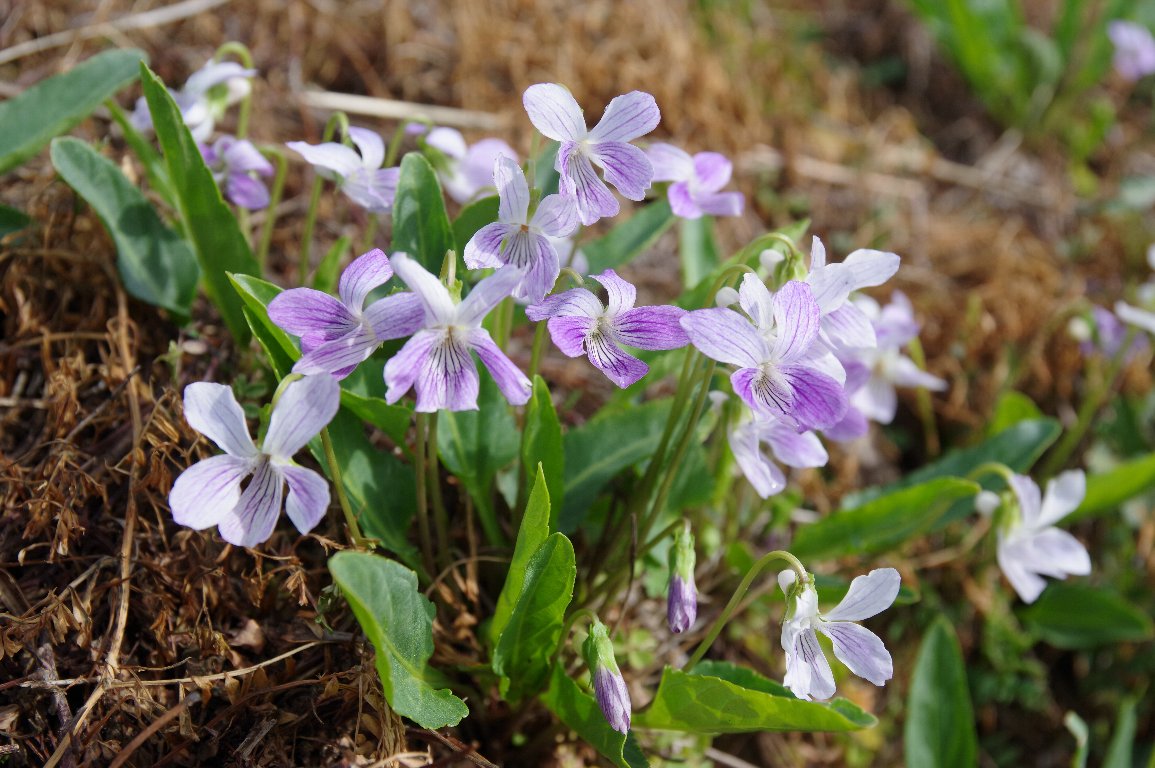 �A���A�P�X�~��