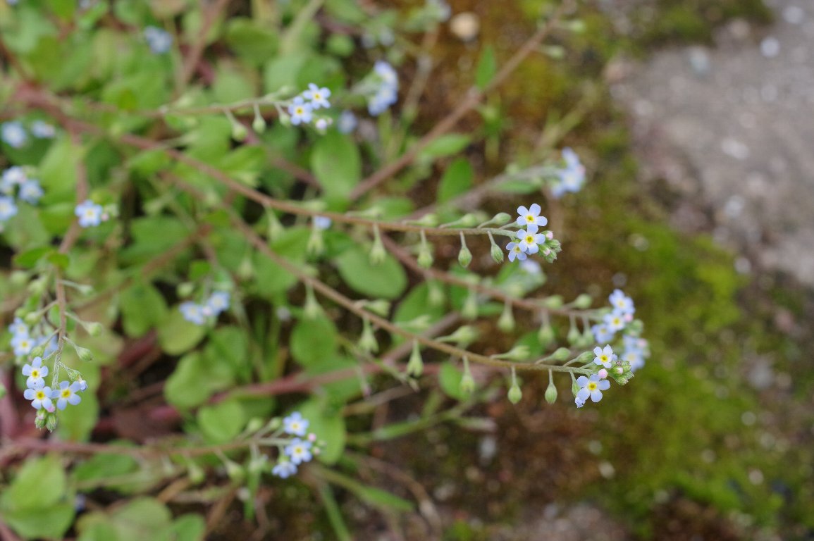 �L���E���O�T