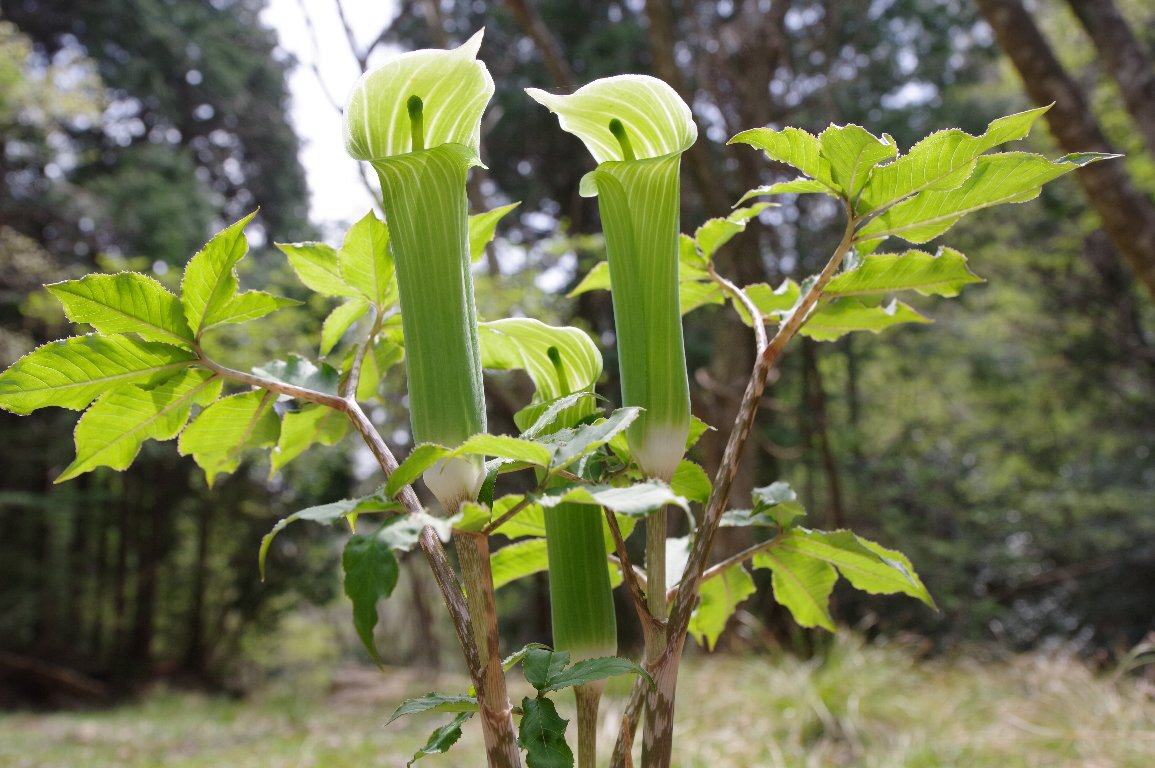 �����E�e���i���V���E