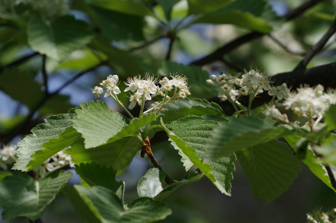 �E���W���m�L