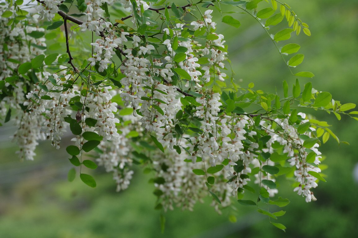 �n���G���W��