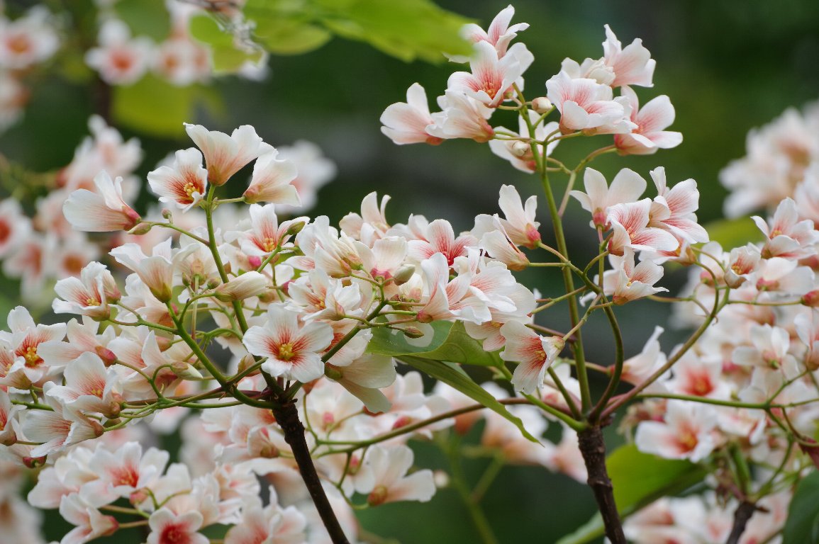 �V�i�A�u���M��