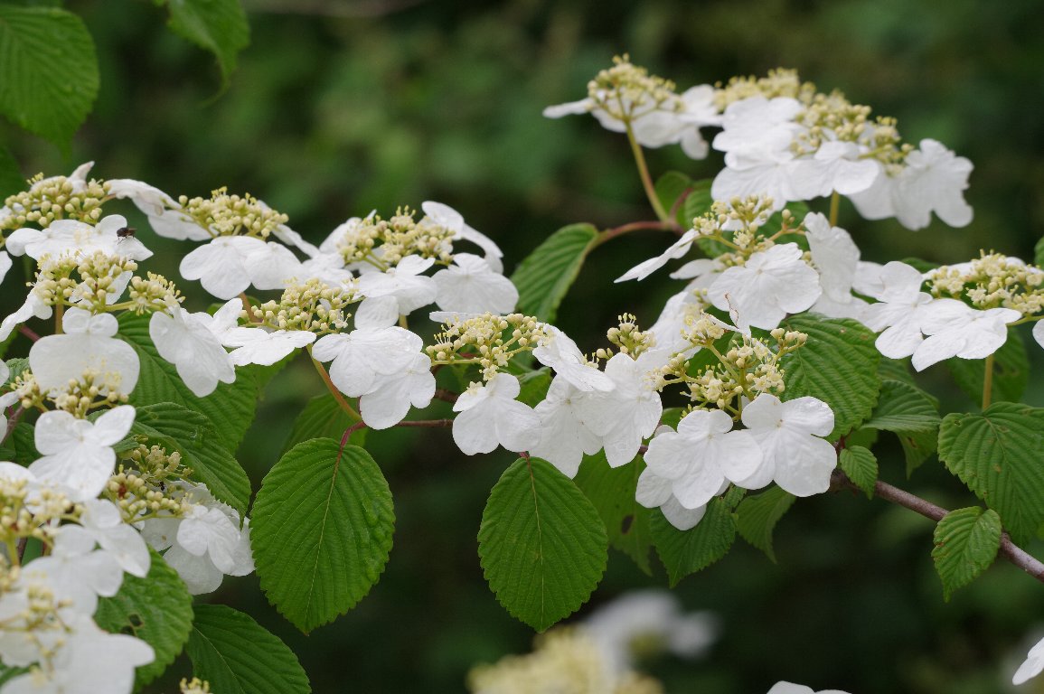 ���u�f�}��