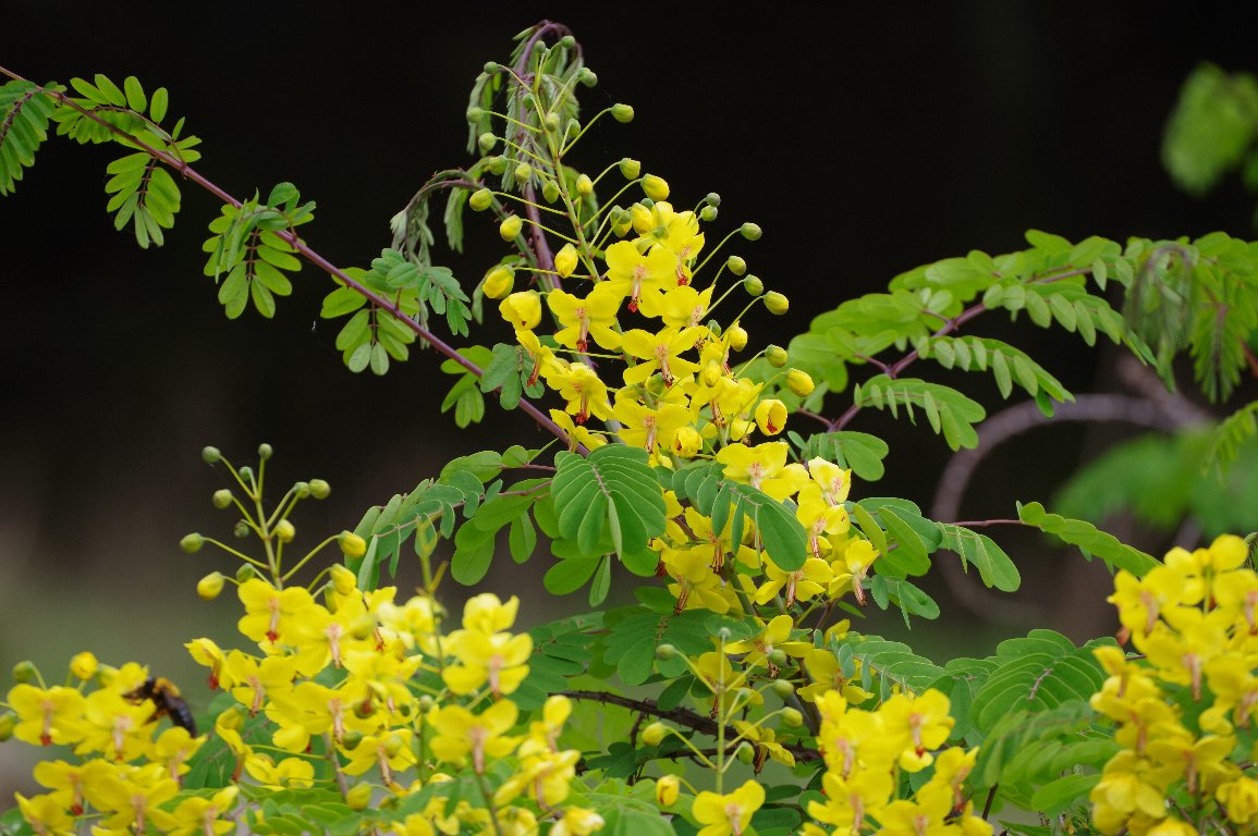 �W���P�c�C�o��