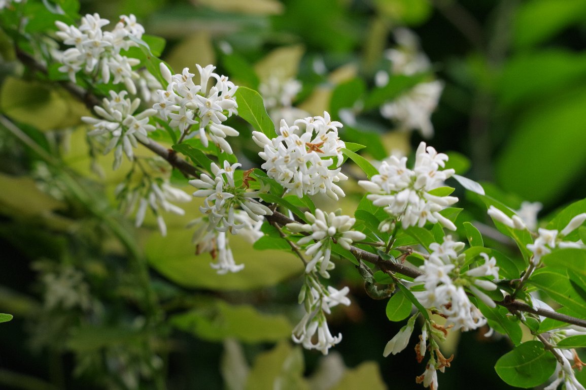 �C�{�^�m�L