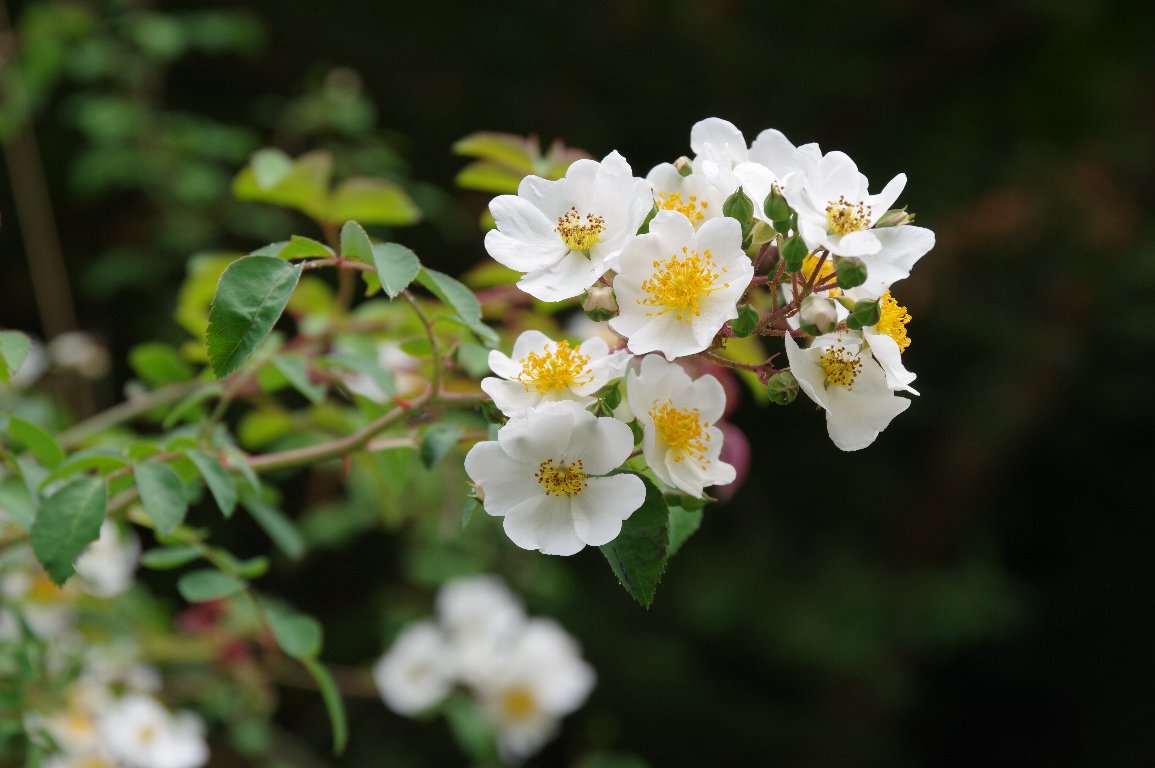 �~���R�C�o��