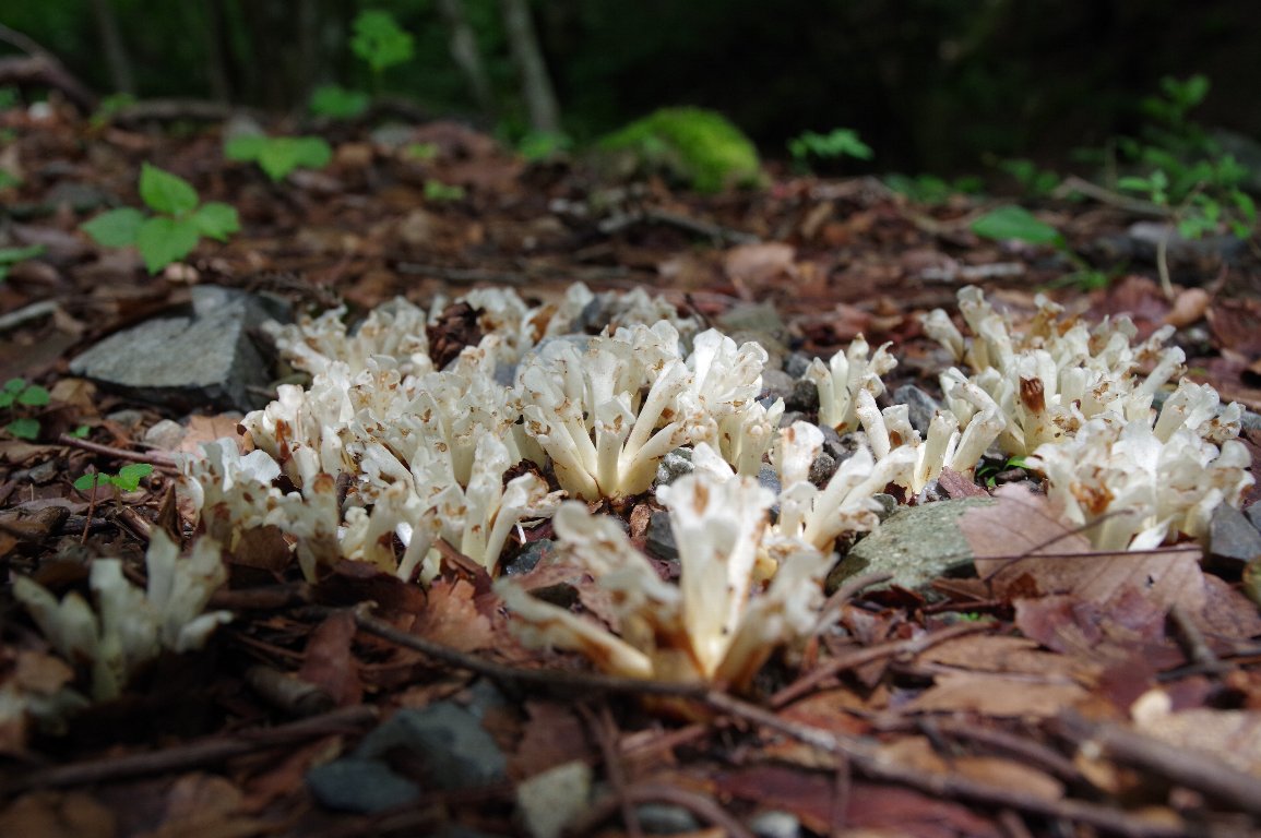 �L���X�~�E�c�{