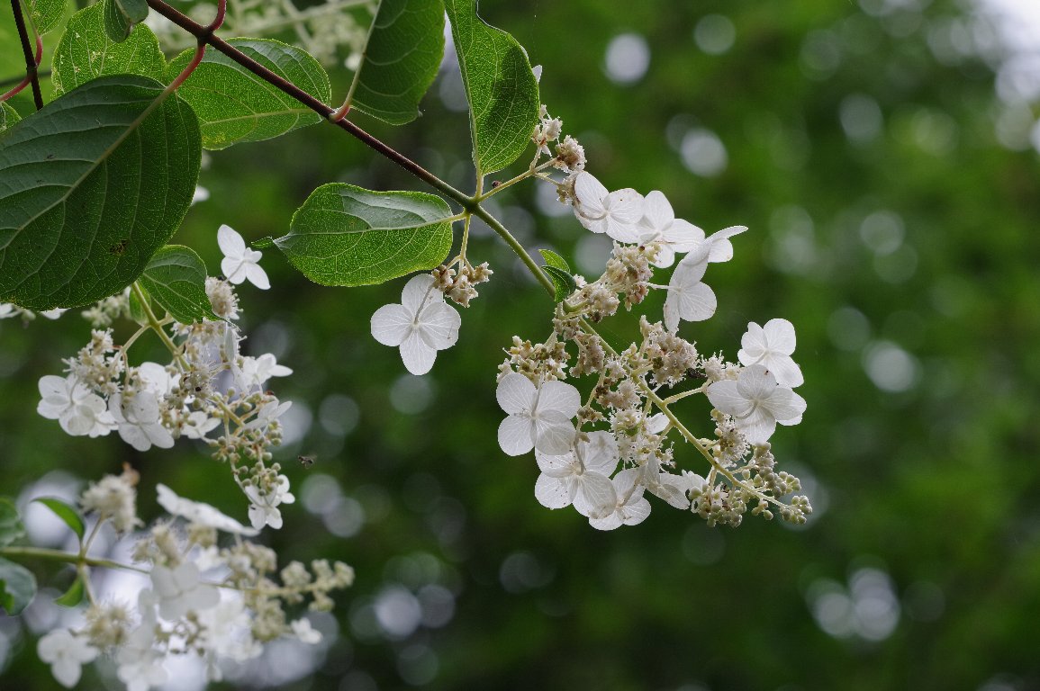 �m���E�c�M