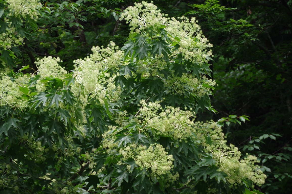 �n���M��