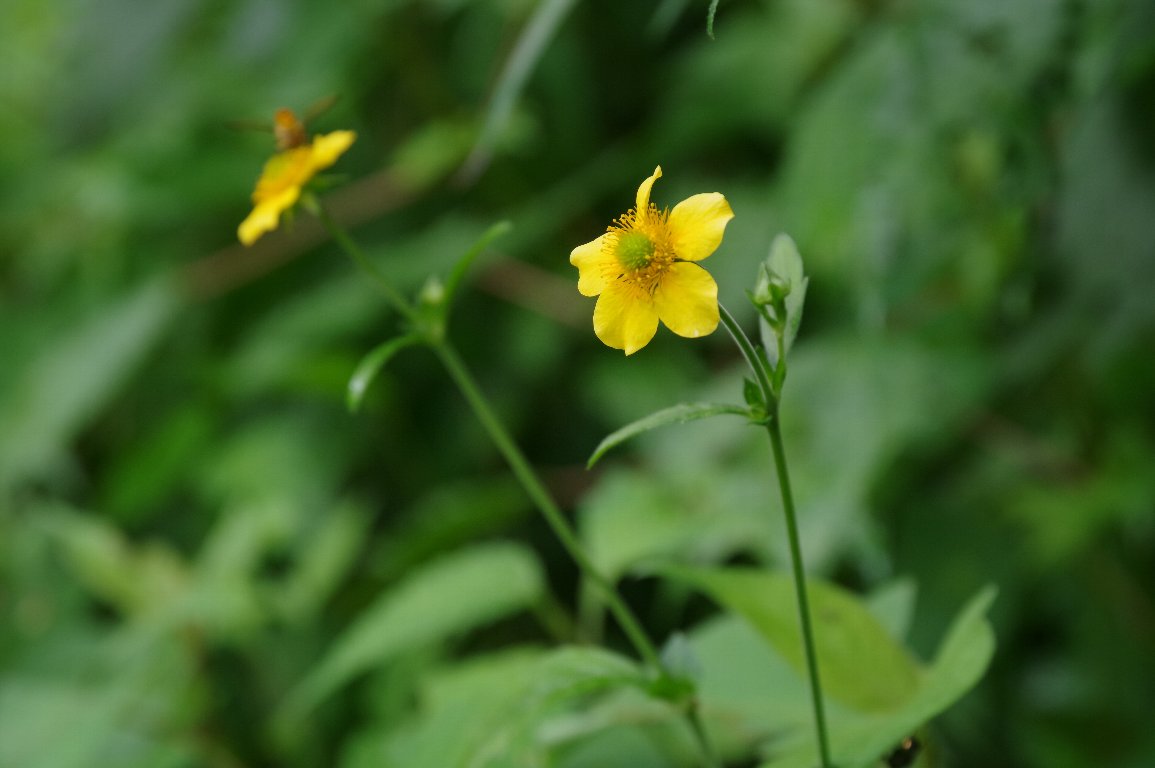 �_�C�R���\�E