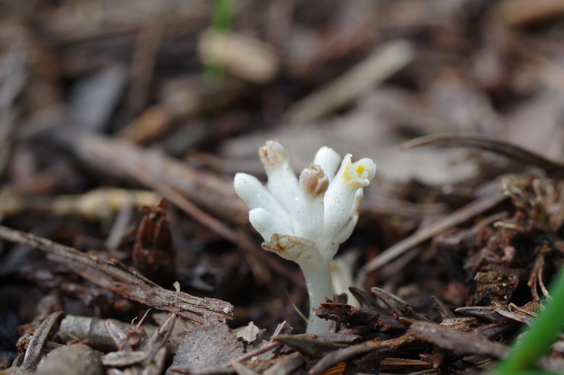 �q�i�m�V���N�W���E