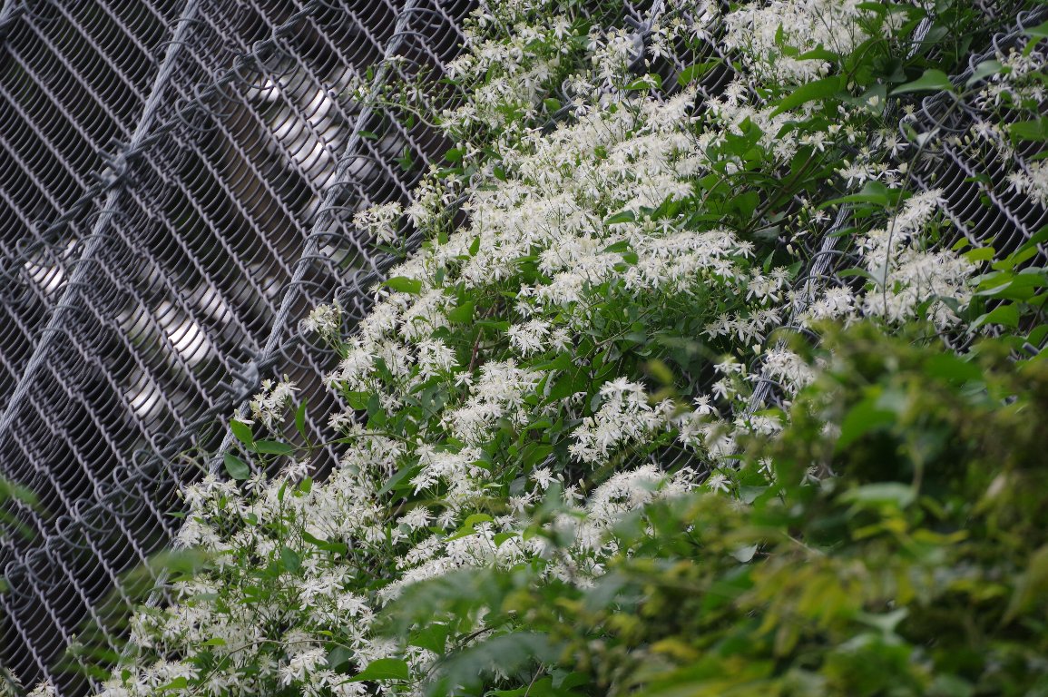 �Z���j���\�E