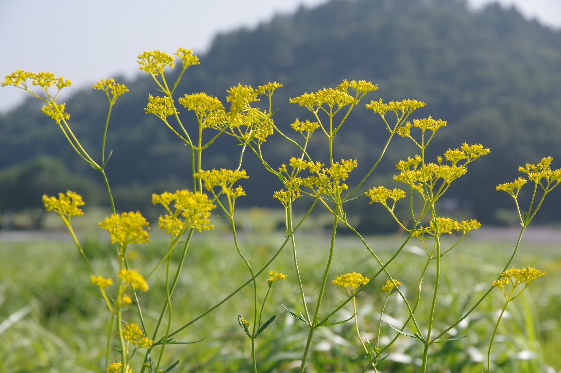 �I�~�i�G�V