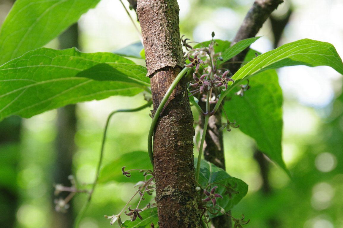 �c���K�V��