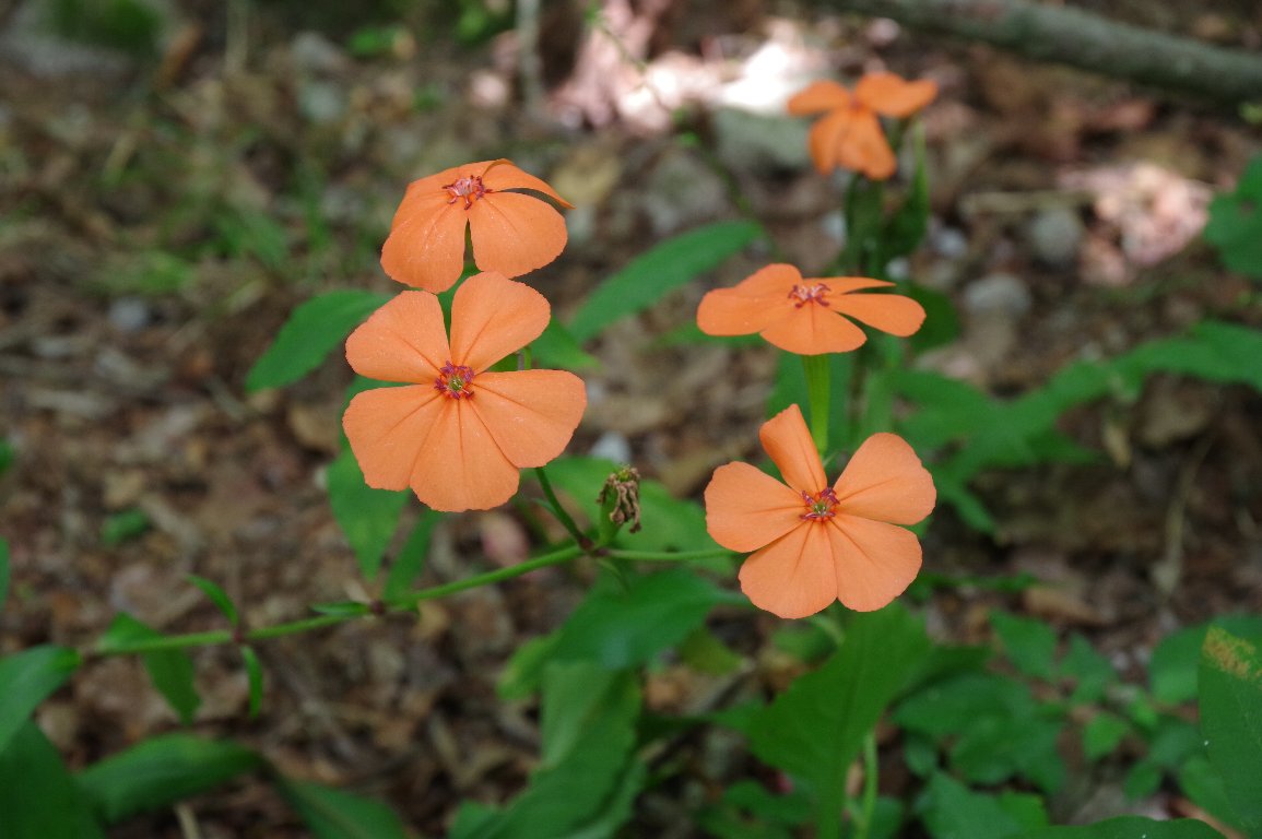 �t�V�O���Z���m�E