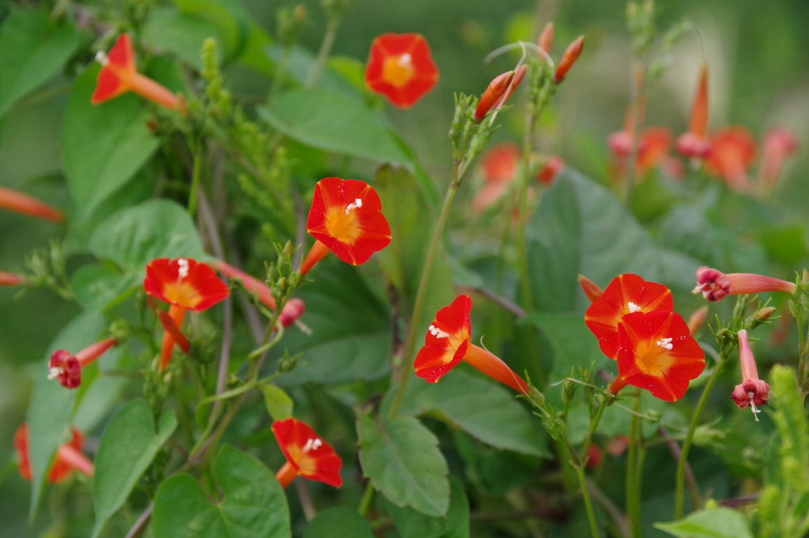 �}���o���R�E