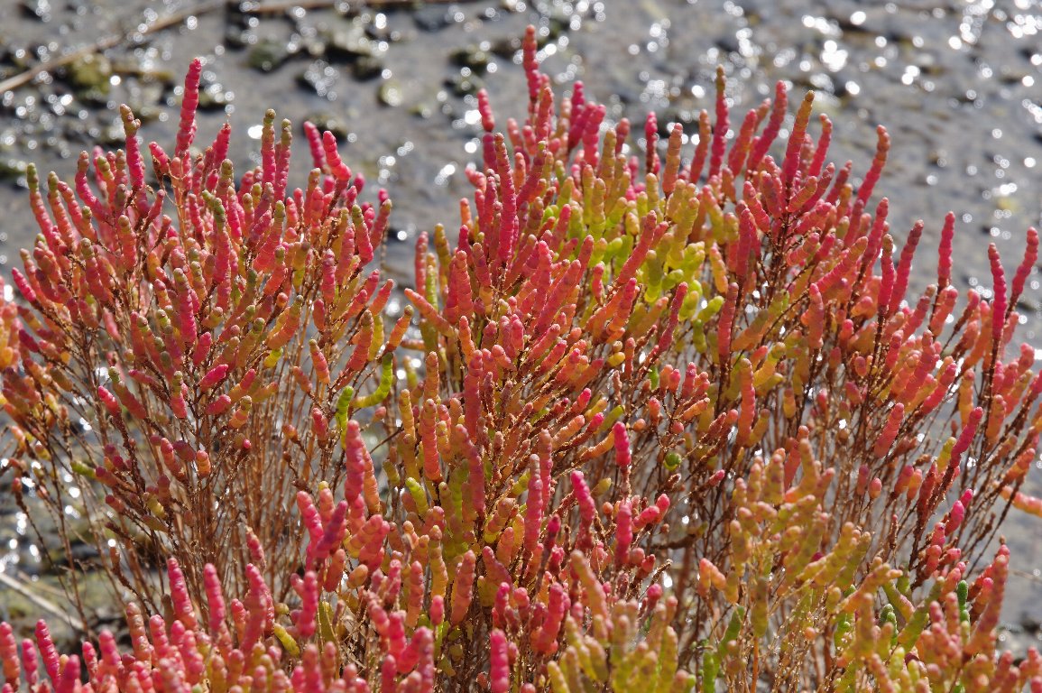 �A�b�P�V�\�E