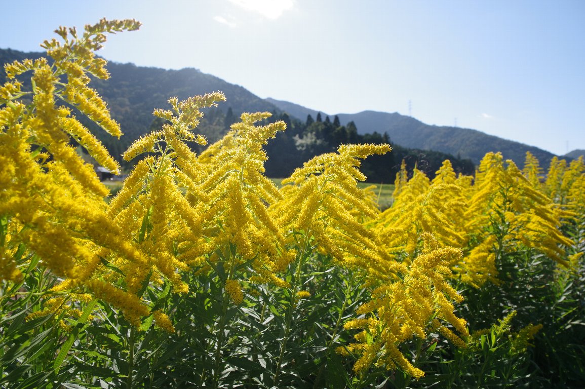 �Z�C�^�J�A���_�`�\�E