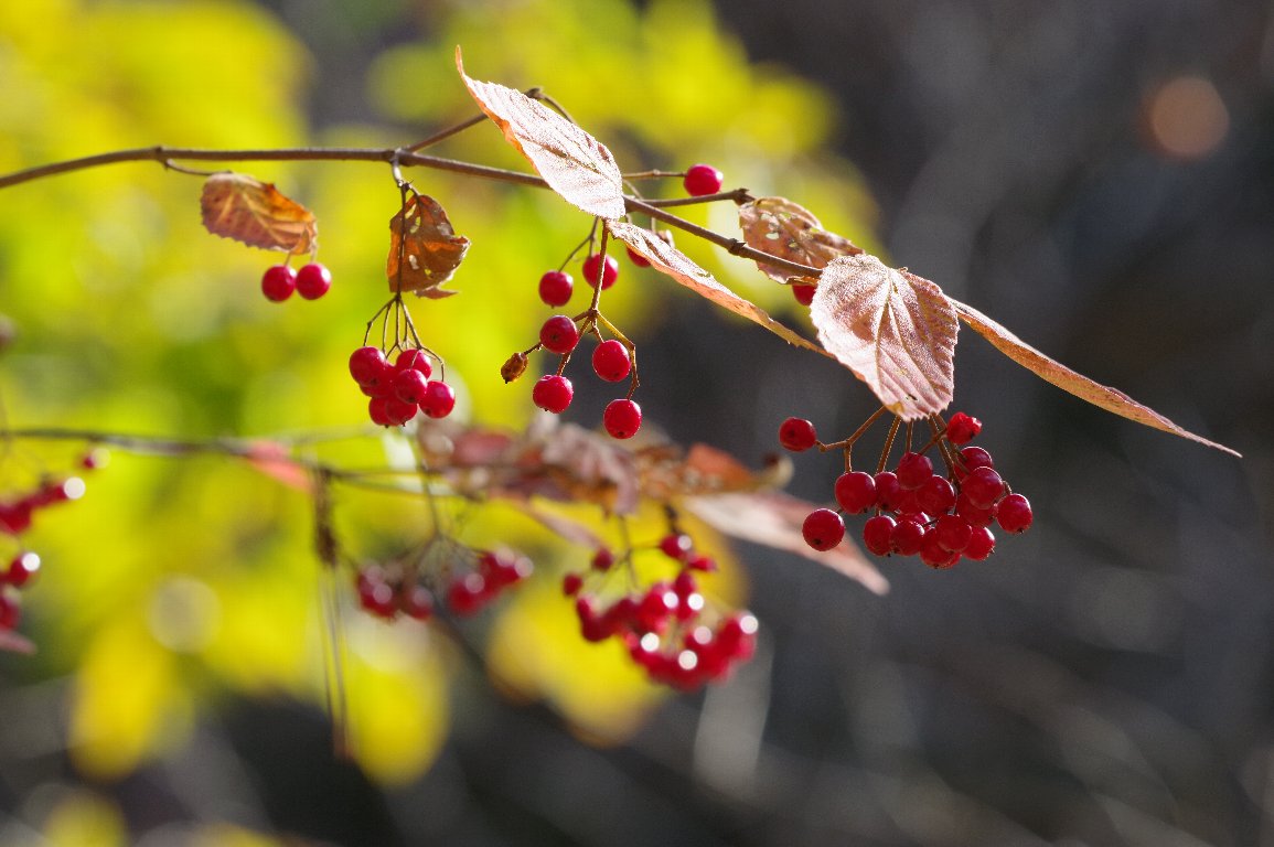 �R�o�m�K�}�Y�~