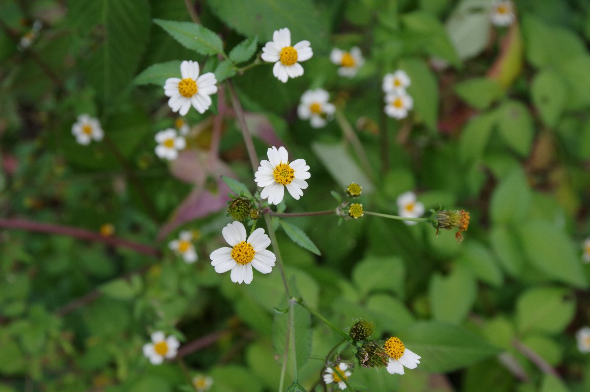 �V���m�Z���_���O�T